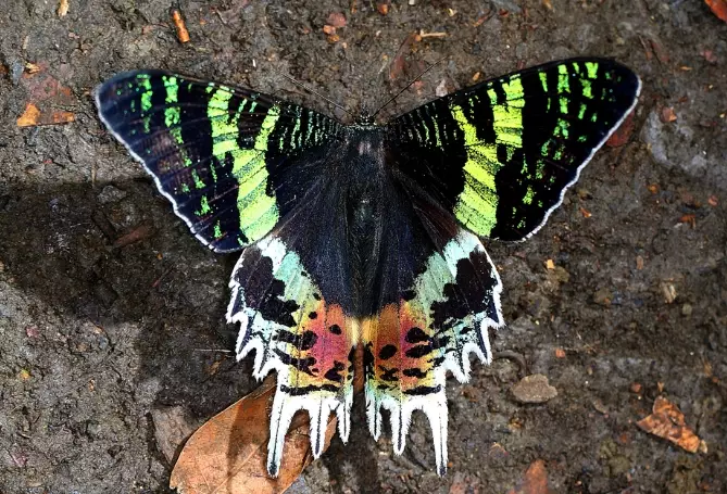 Madagascar sunset moth