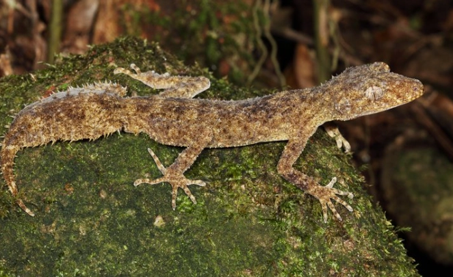 leaf tailed gecko sydney