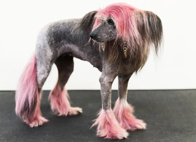 ugliest dog breeds