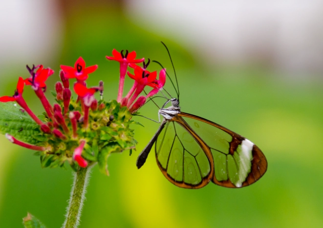 glasswing butterfly