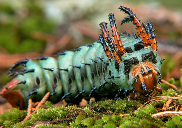 demon caterpillar