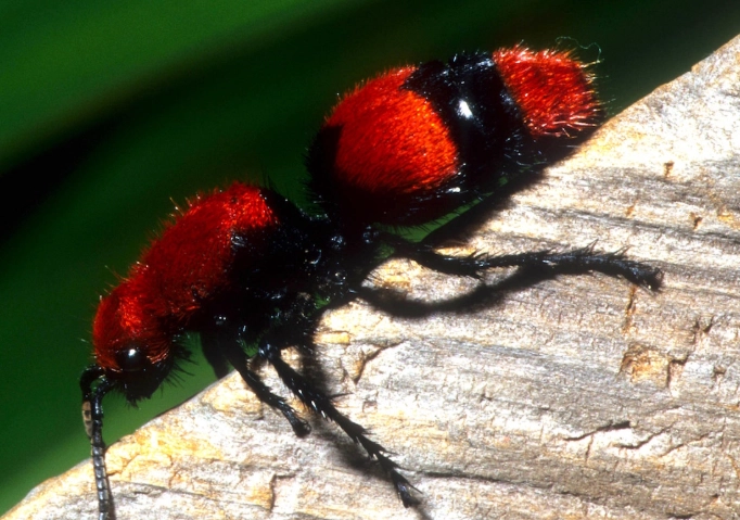 red velvet ants