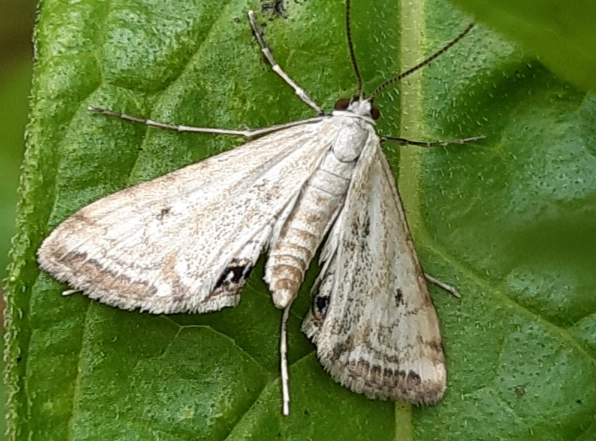 smallest moth in the world