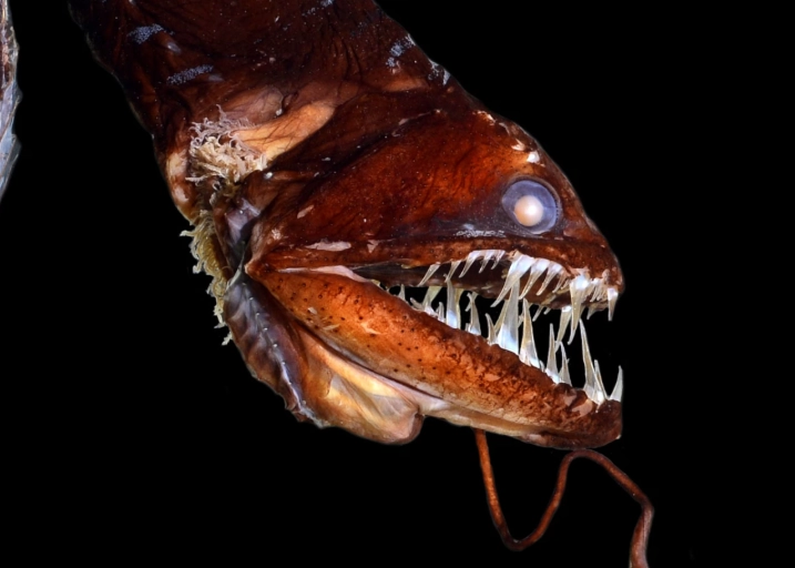 marine life adaptations