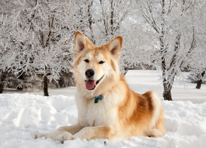 husky golden retriever mix characteristics husky golden retriever mix characteristics