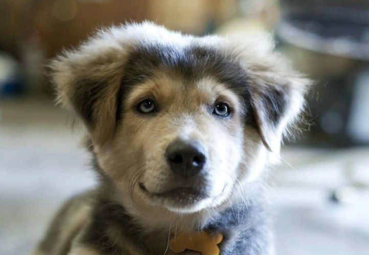 husky golden retriever mix care husky golden retriever mix care