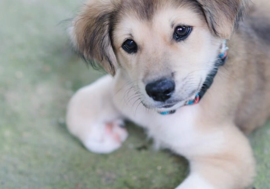 husky golden retriever mix care husky golden retriever mix care