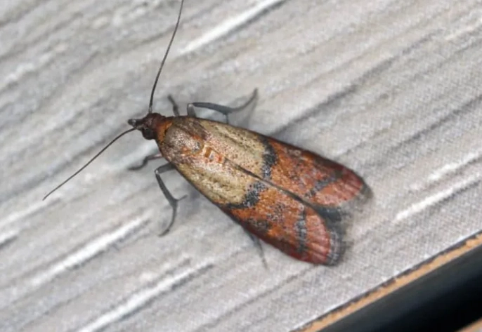 world's smallest moth