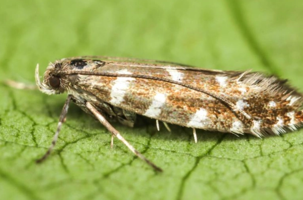 microlepidoptera