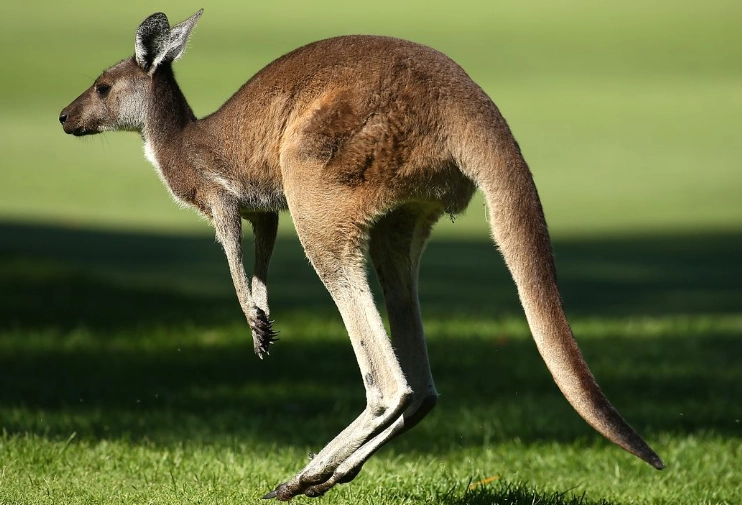 eastern grey kangaroo melanistic