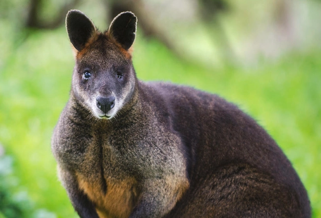 black fur kangaroo