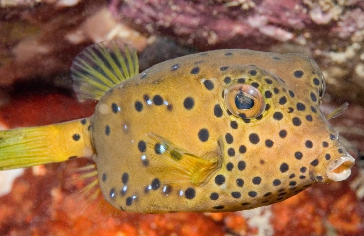 yellow boxfish care yellow boxfish care