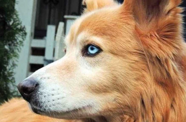 husky golden retriever mix characteristics husky golden retriever mix characteristics