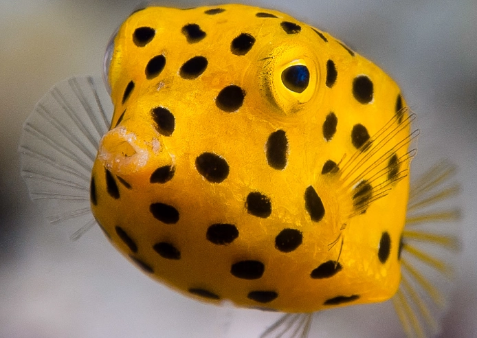 ostracion cubicus ostracion cubicus