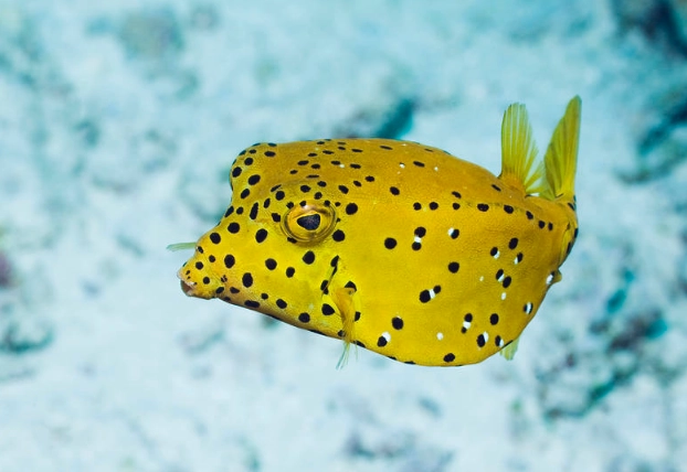 yellow boxfish care yellow boxfish care