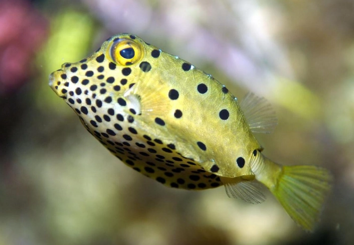 boxfish aquarium boxfish aquarium