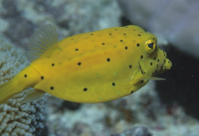 boxfish aquarium boxfish aquarium