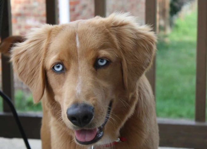 husky golden retriever mix care husky golden retriever mix care