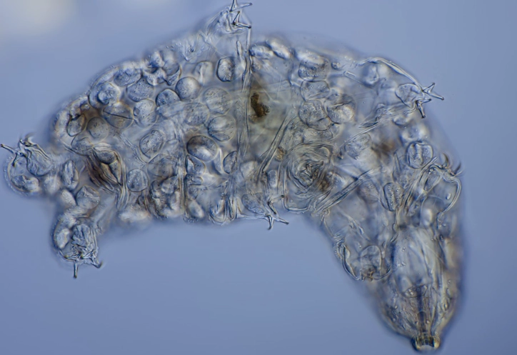 tardigrade facts