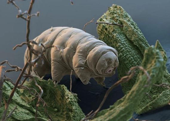 water bear habitat
