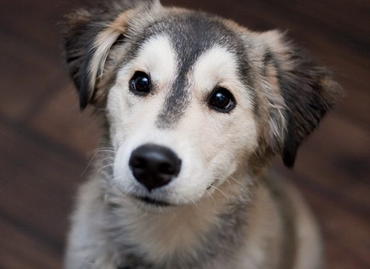 husky golden retriever mix