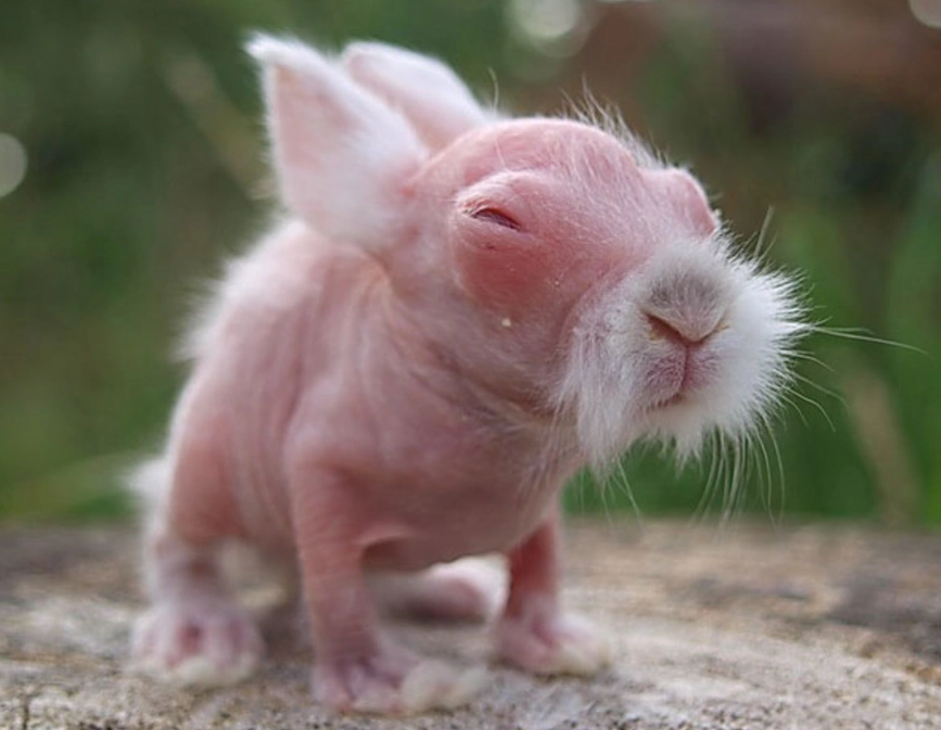 hairless rabbit breeds
