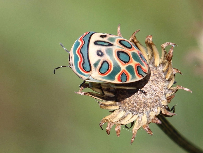 African shield bug African shield bug