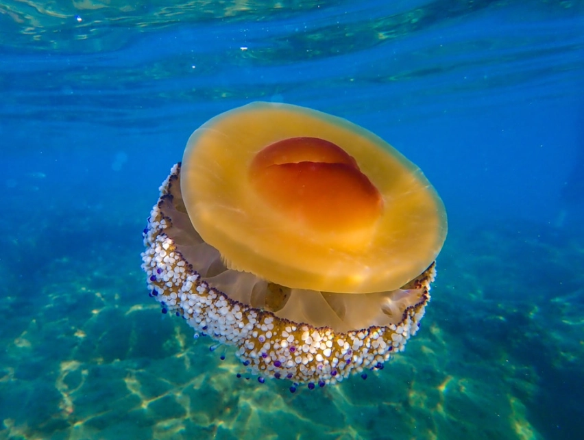 fried egg jellyfish