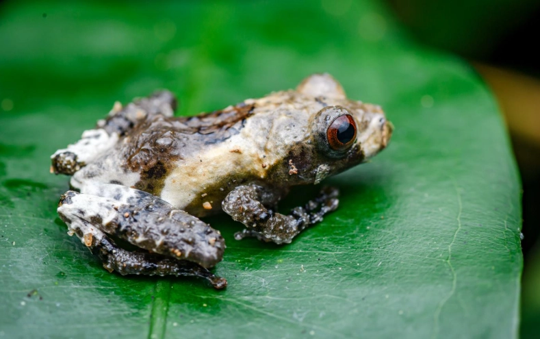 Wallace's flying frog tadpole