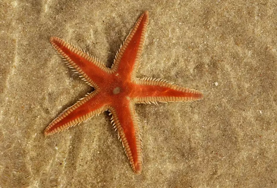crown-of-thorns starfish