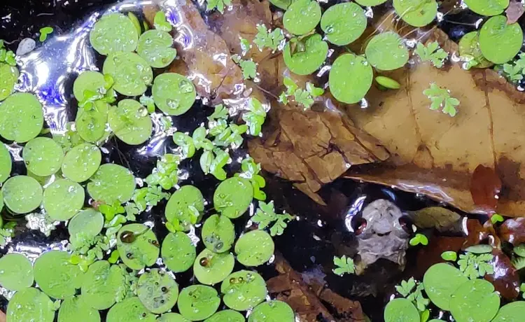 camouflage frog species