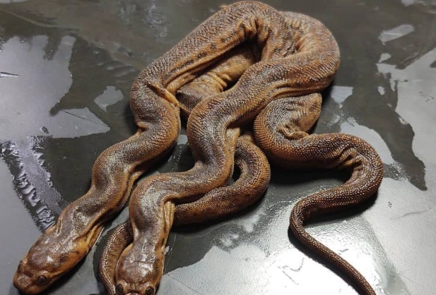 elephant trunk snakes