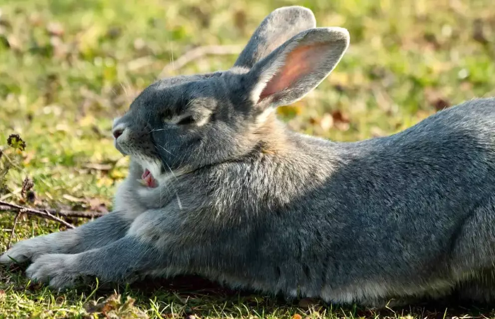 American hairless rabbit