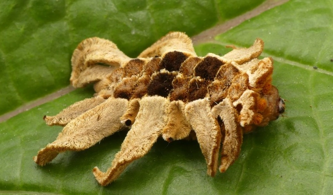 stinging caterpillar identification stinging caterpillar identification