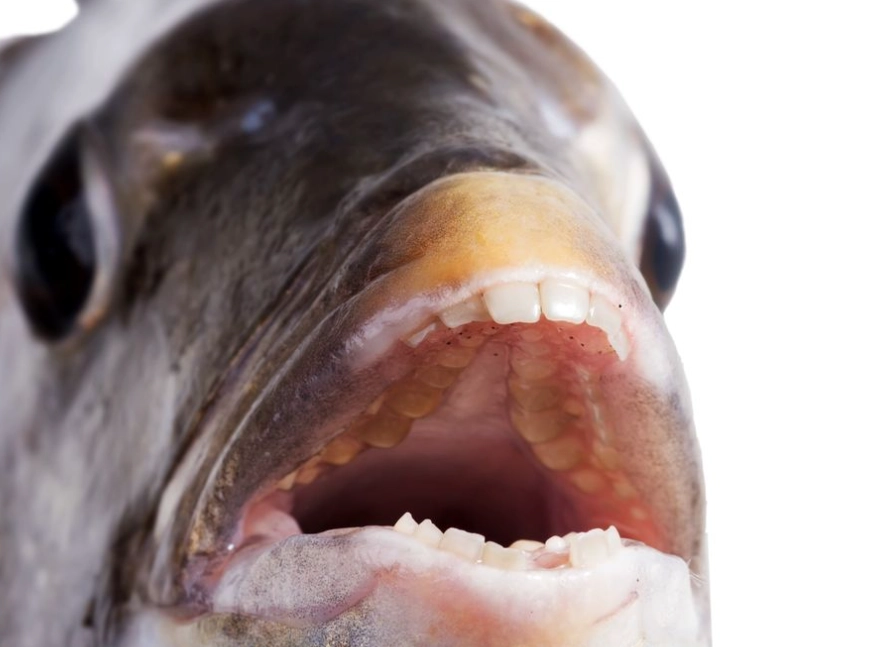 paсu fish teeth