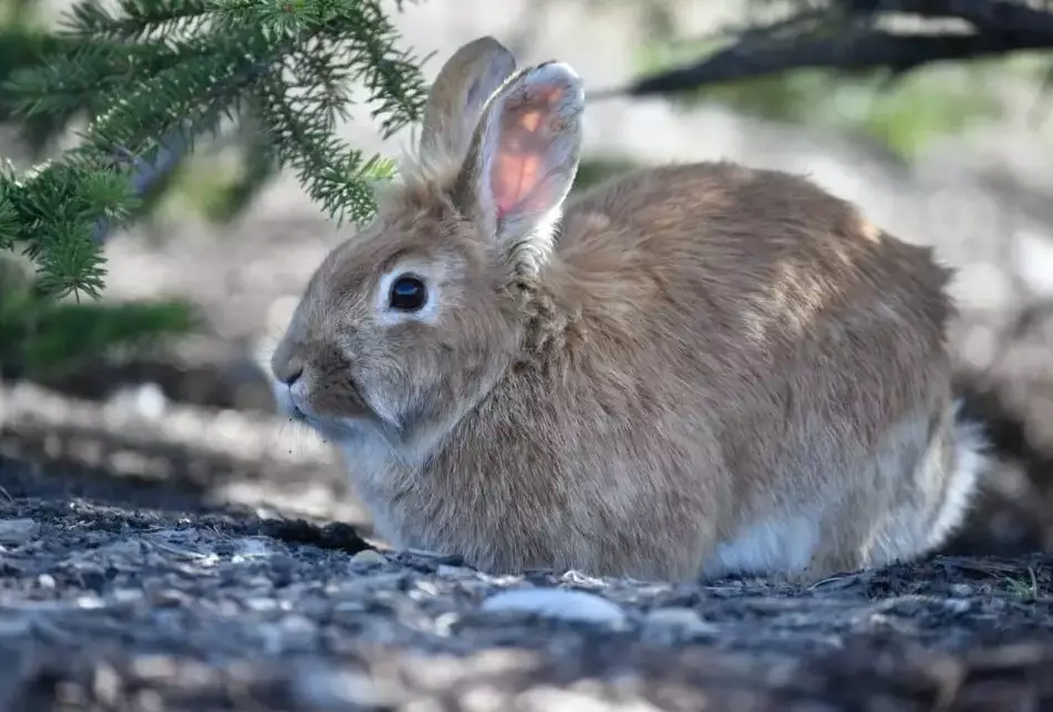 hairless rabbit breed