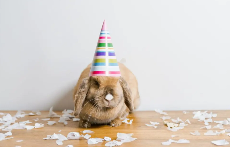 American hairless rabbit