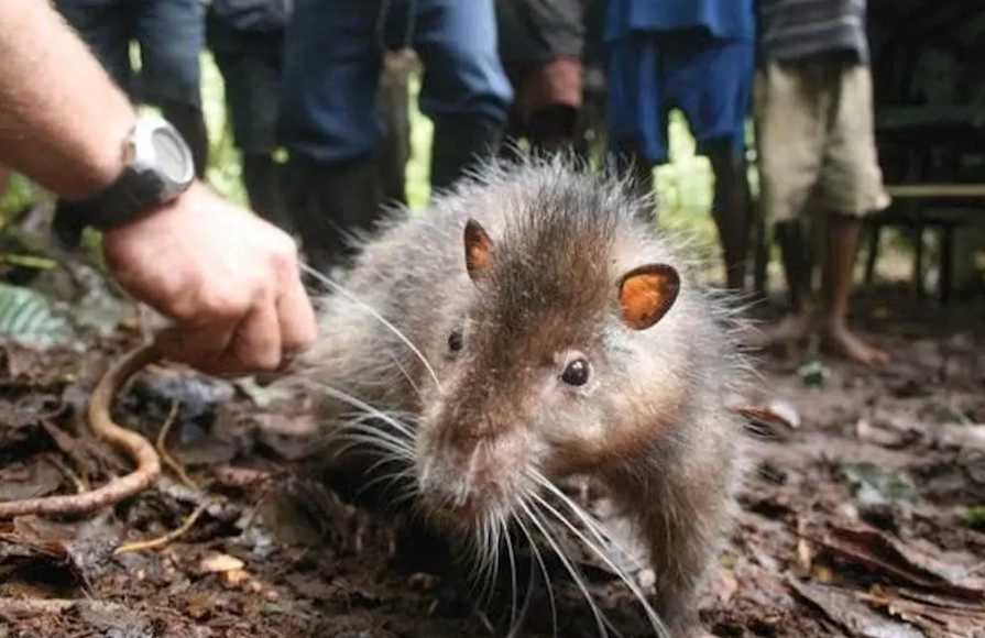 mammal discovery mammal discovery