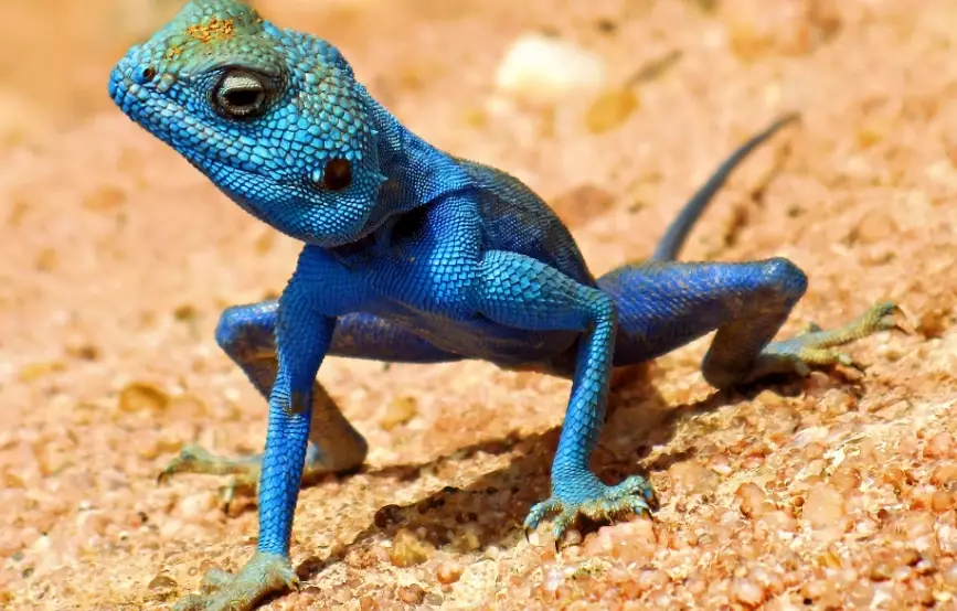 where to see blue lizards