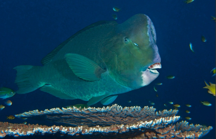 Bolbometopon muricatum Bolbometopon muricatum