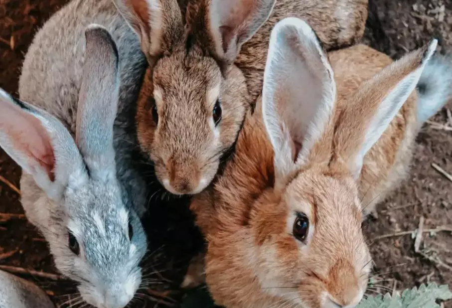 hairless bunny rabbit care
