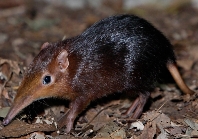 armored shrew armored shrew