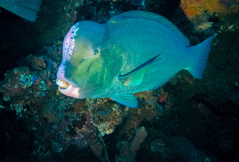 green humphead parrotfish facts