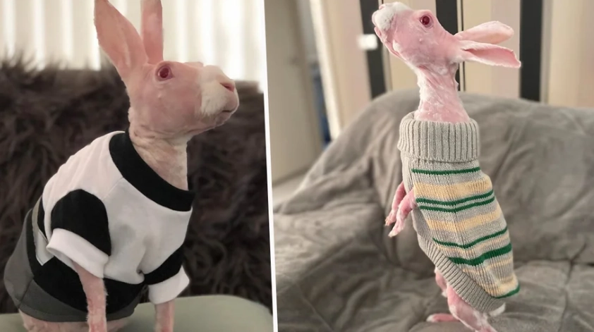 hairless rabbit breeds