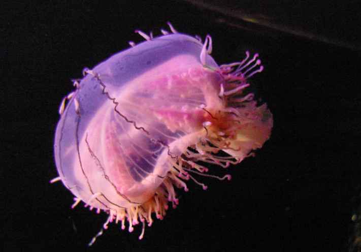 flower hat jellyfish care