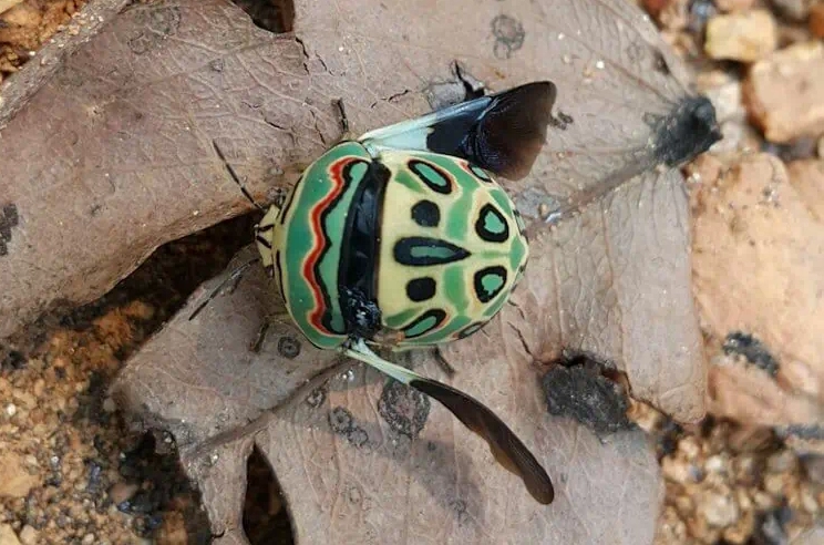 colorful garden insects