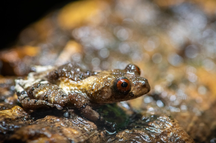 Wallace's flying frog tadpole