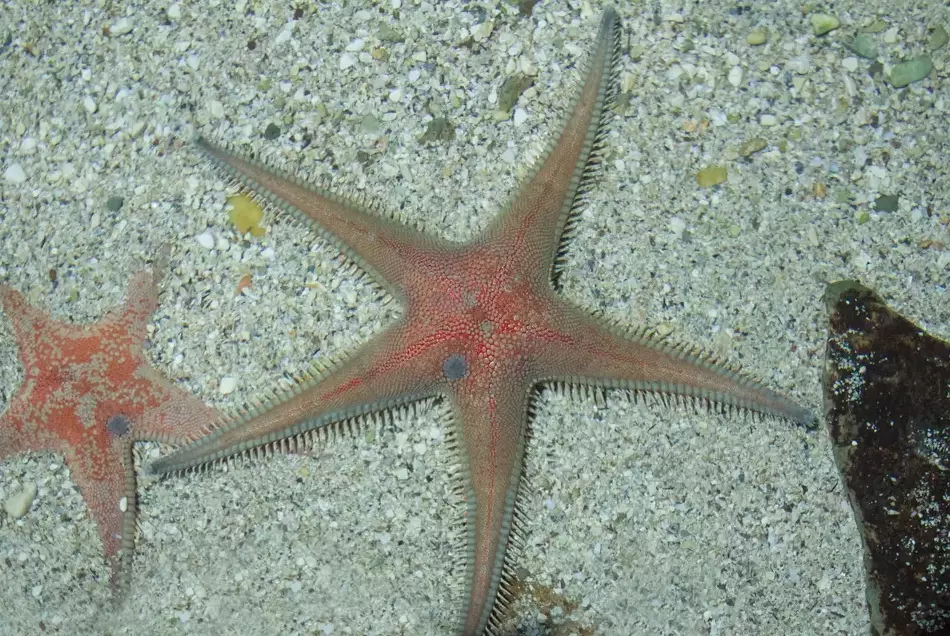 starfish identification