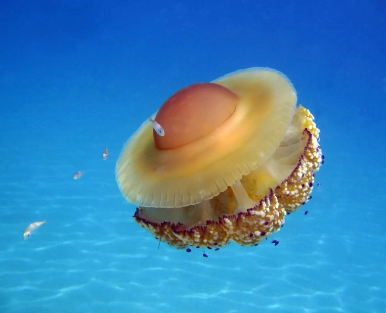 where to see fried egg jellyfish