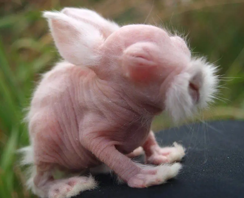 hairless rabbit care